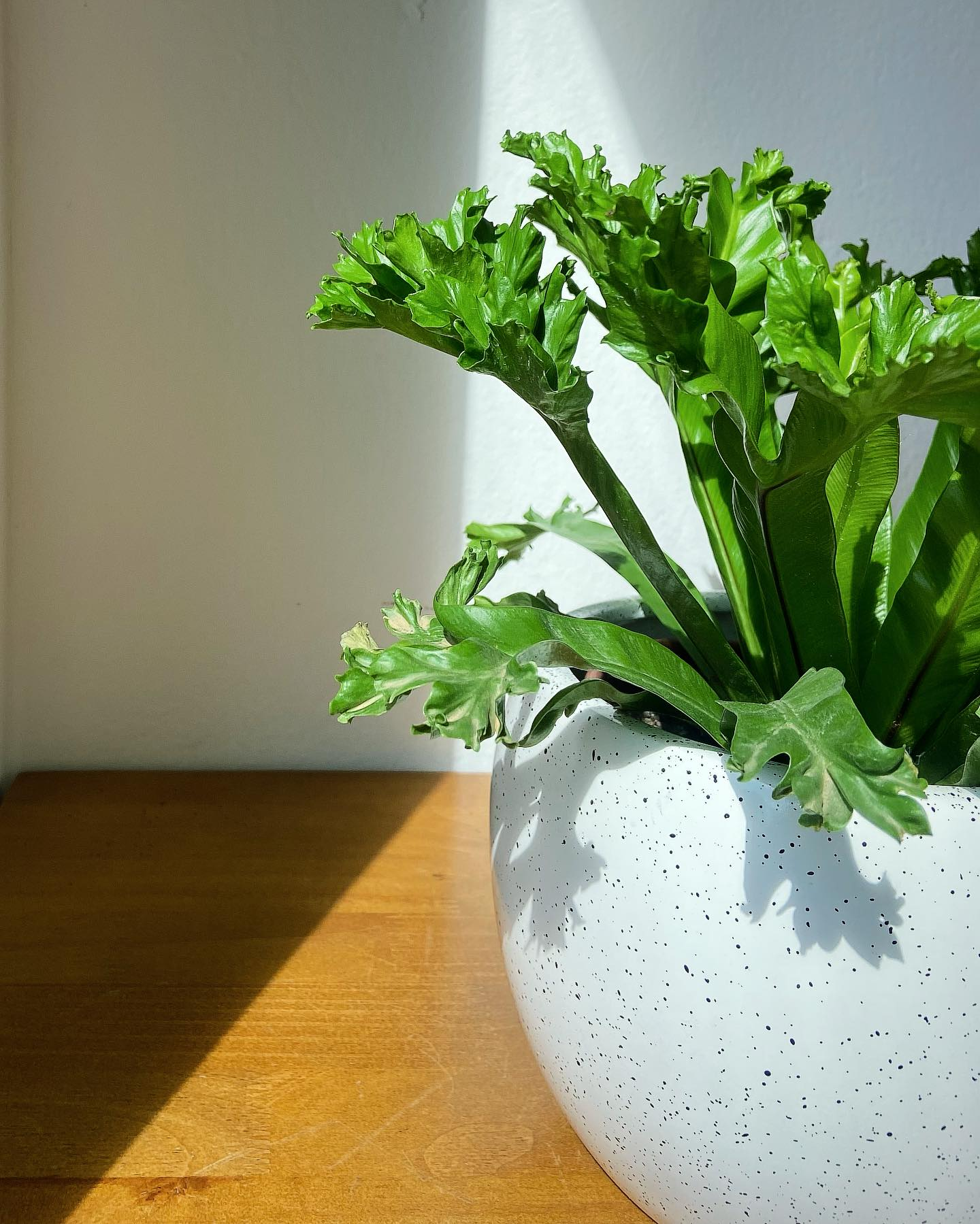 Plantas para a casa da Floricultura MD