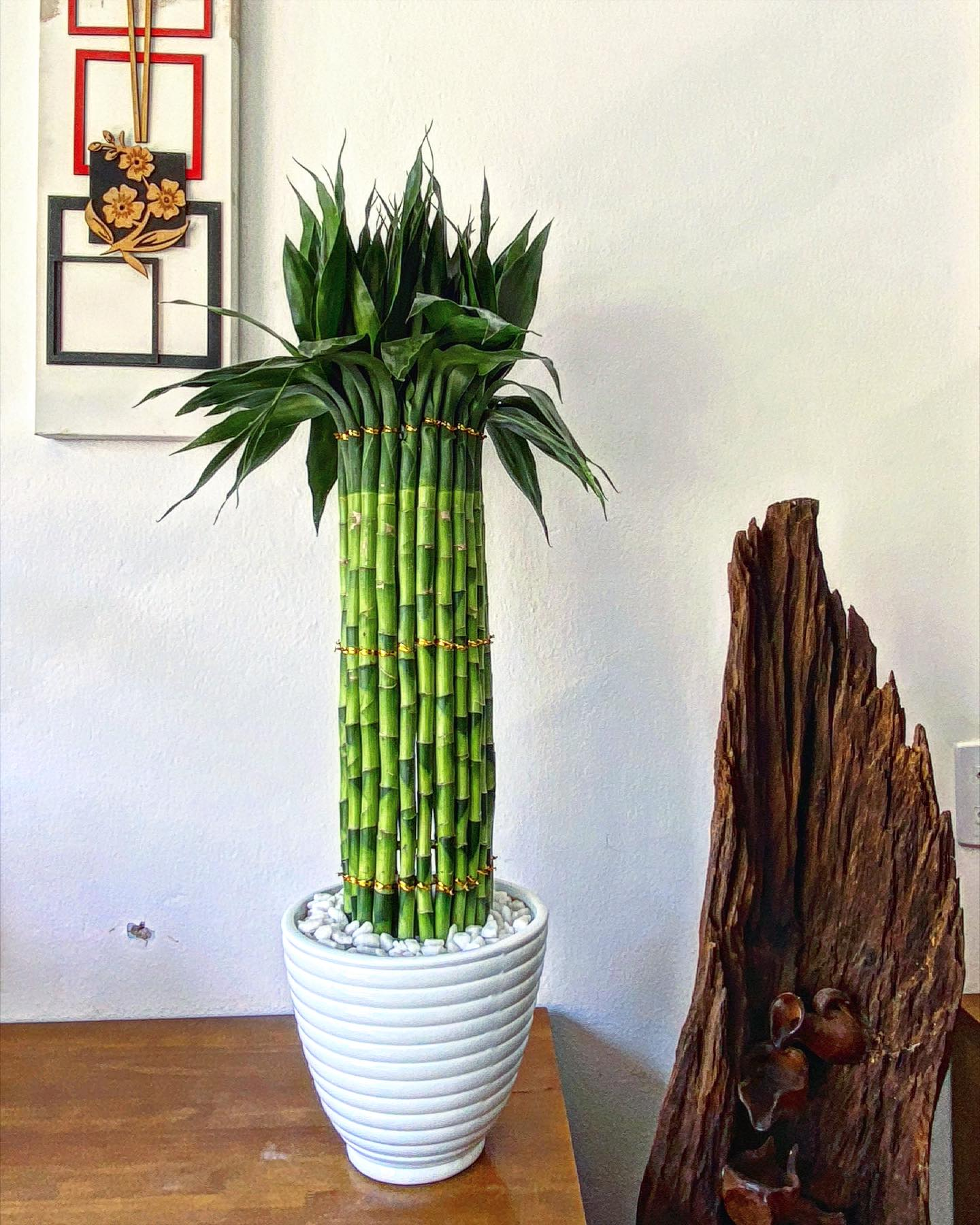 Bambu-da-sorte em vaso da MD