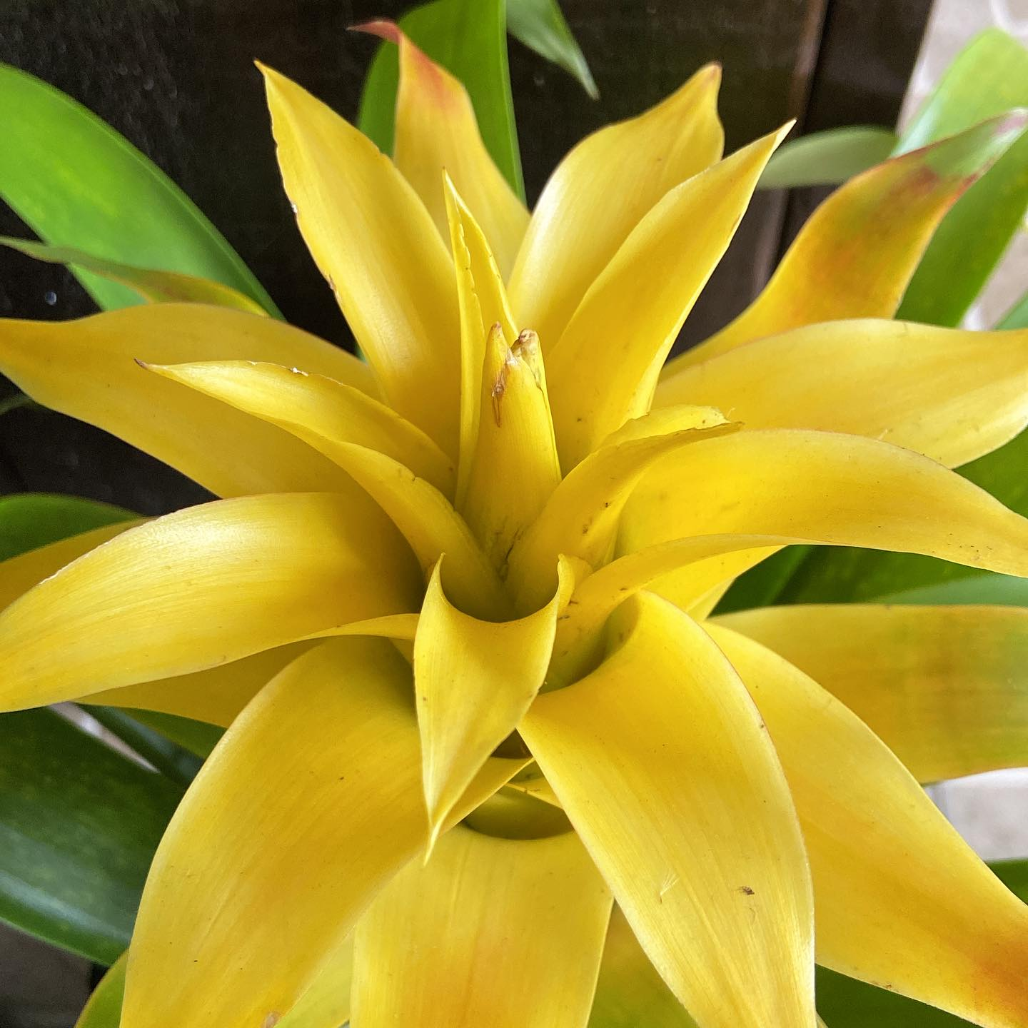Bromélia amarela — Floricultura MD