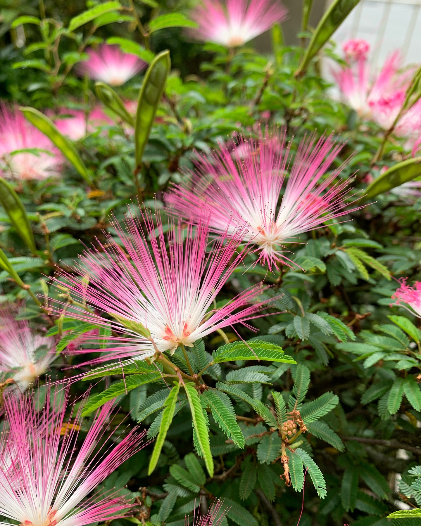 Caliandra — Floricultura MD