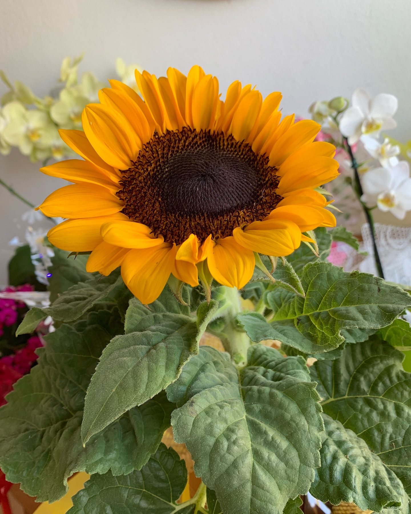 Um jardim com cor da Floricultura MD