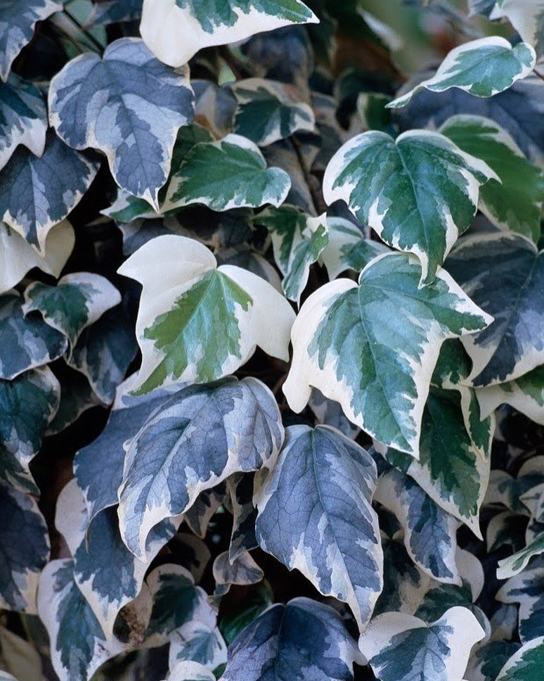 Hera variegata — Floricultura MD