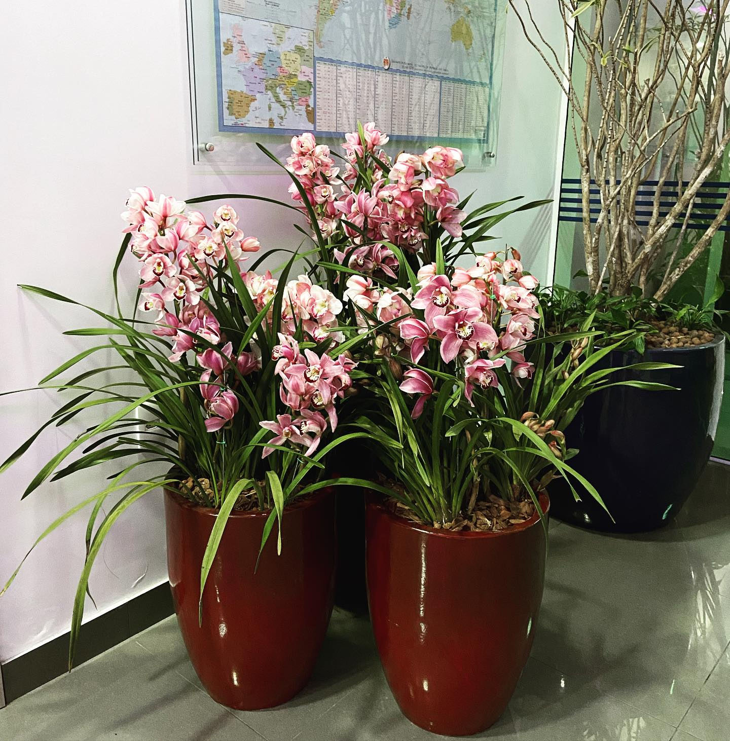 Orquídeas em vasos em trabalho de paisagismo da MD