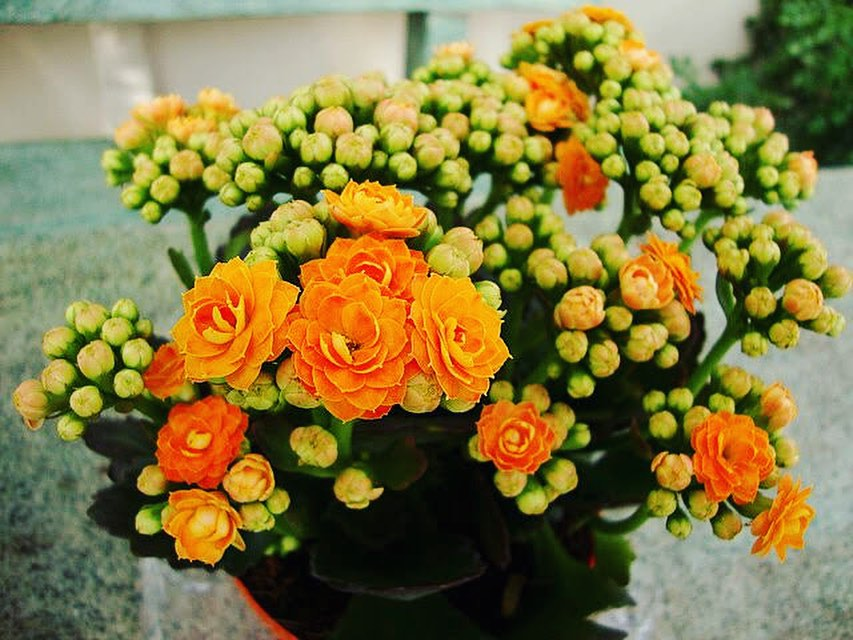 Kalanchoe florido — Floricultura MD