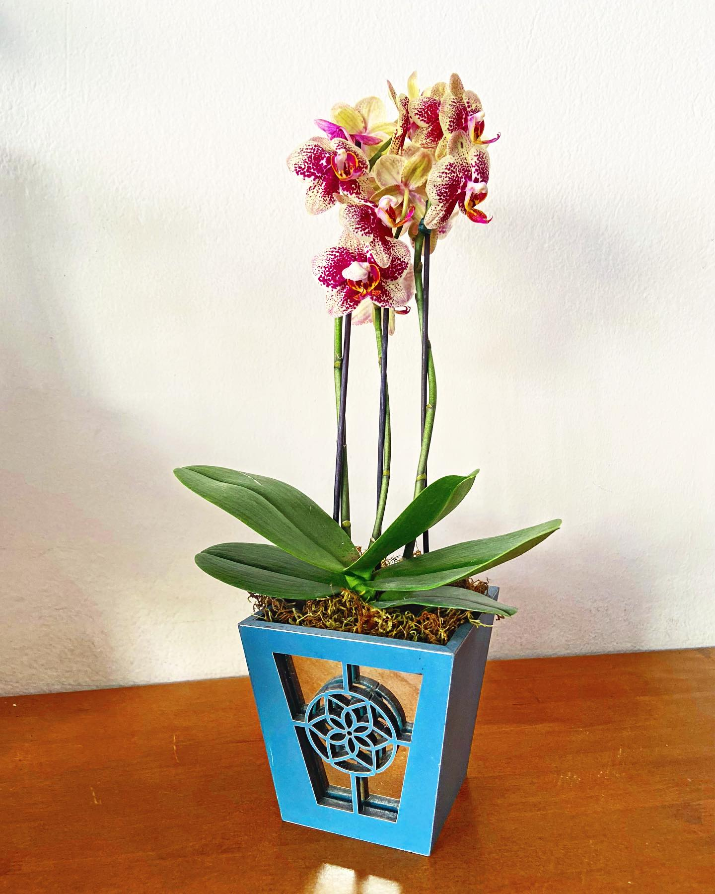 Orquídeas da Floricultura MD